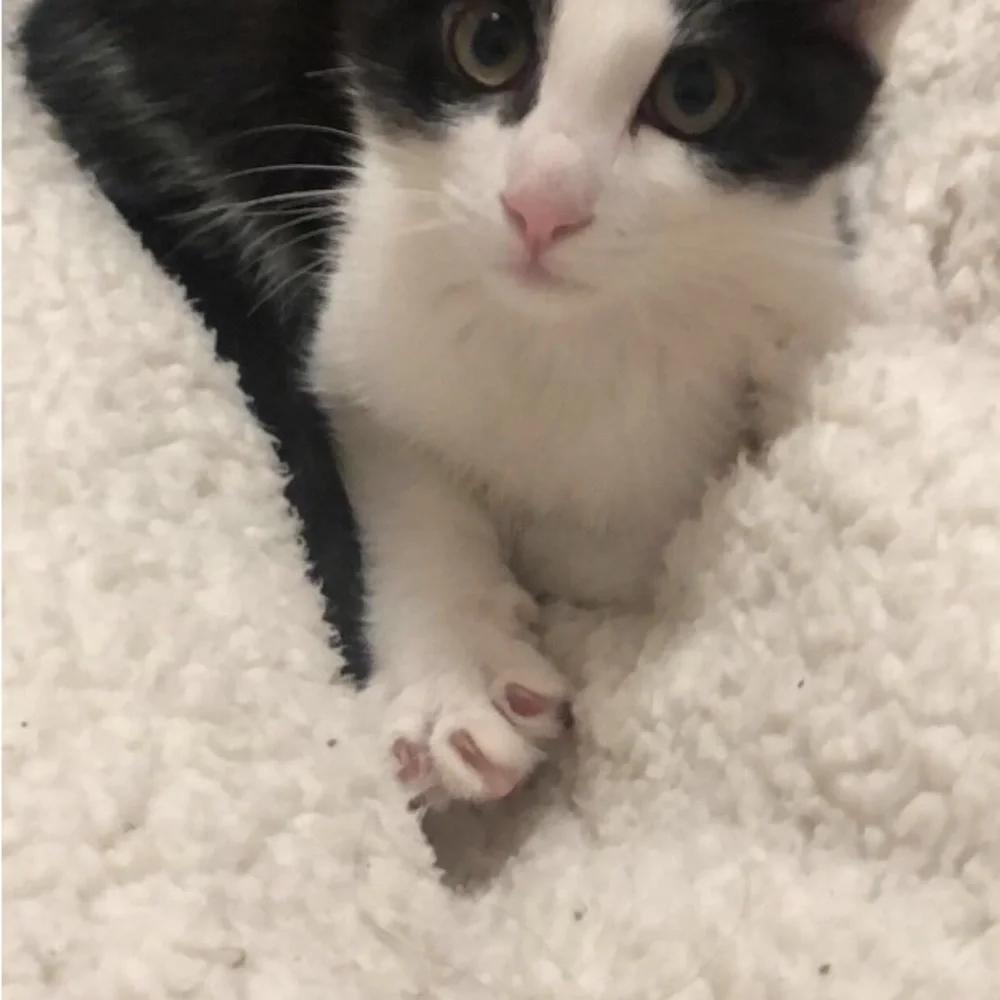 Cozy Black and White Cat Blanket